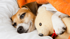 Dog cuddling with stuffed animal