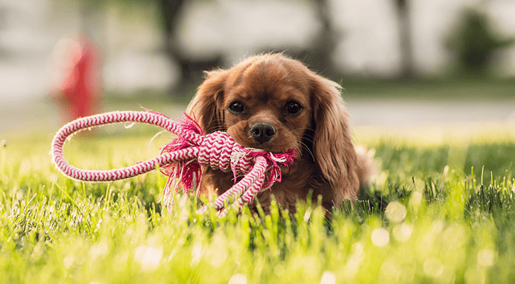 Puppy with tug rope