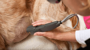 Laser Therapy on dog