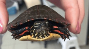 Turtle being held