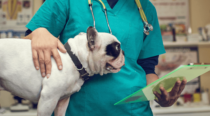 Dog post surgery