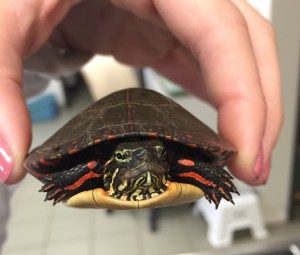Turtle Being Held