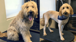 Dog before and after grooming